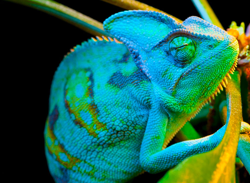 Chameleon