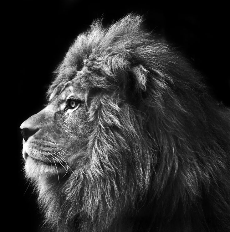 Majestic lion